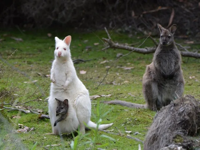 A white wallaby with a joey in its pouch and a brown wallaby nearby.