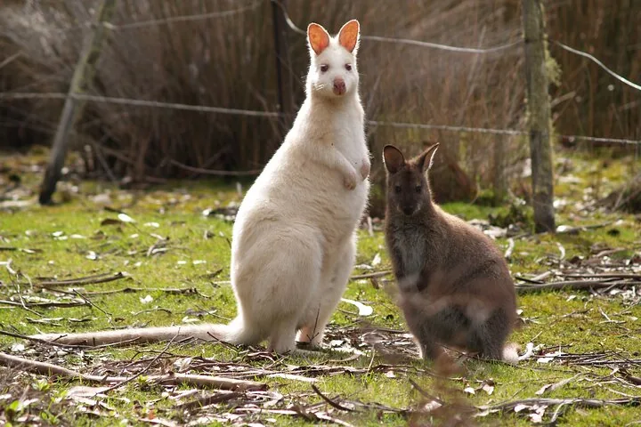Un raro ualabí blanco de pie junto a un ualabí marrón común en un campo de hierba.
